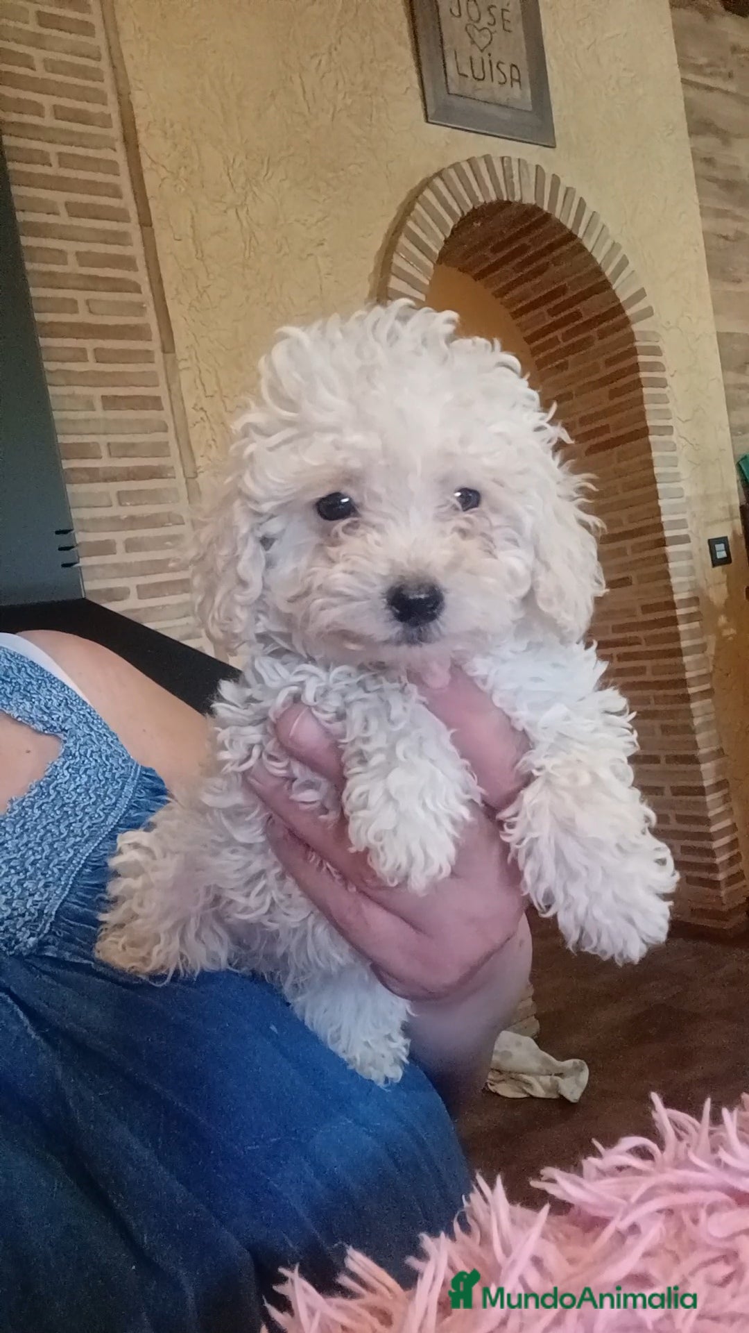 Caniche Toy perros en venta: Caniche toy en Murcia - Imagen 2