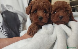 Caniche Enano perros en venta: Caniches Rojos enanos - Imagen 3