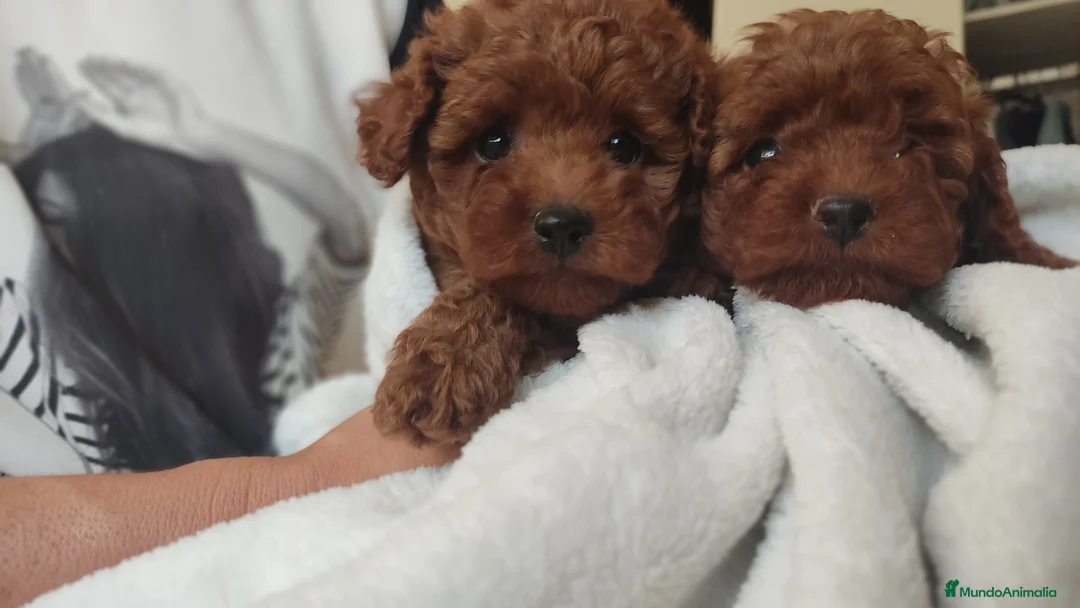 Caniche Enano perros en venta: Caniche Toy Rojo enano - Anuncio 3