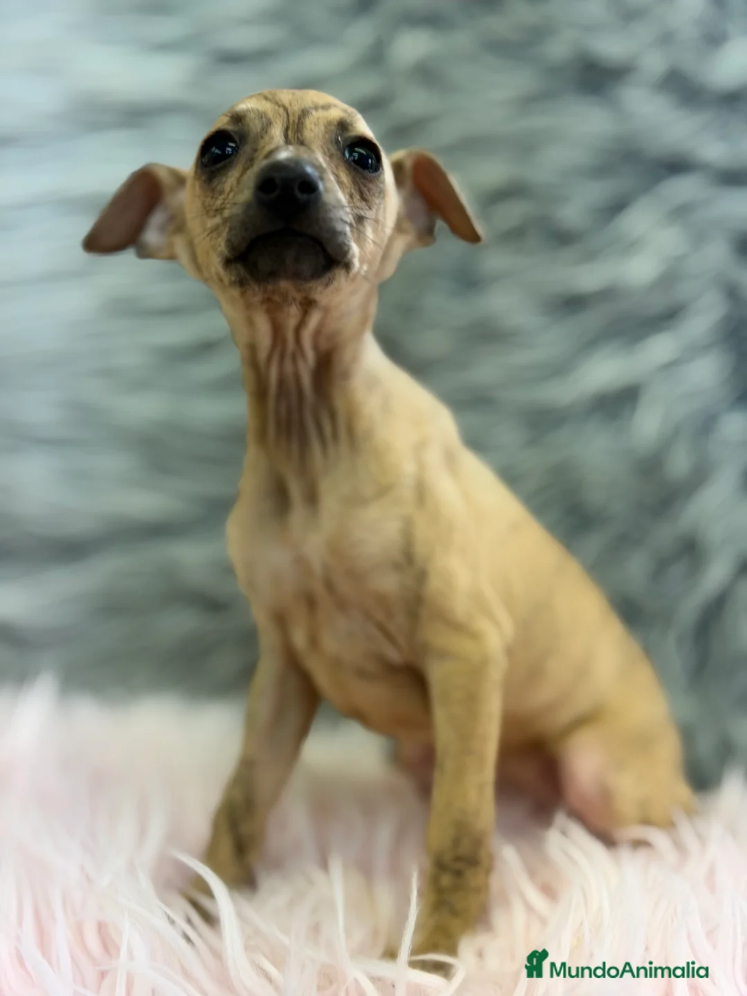 Pequeño Lebrel Italiano perros en venta: Piccolo italiana atigrada  - Anuncio 2