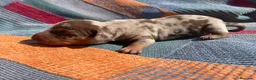 Teckel perros en venta: perro salchicha bebe en Madrid - Anuncio 19