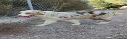 Pastor Australiano perros en venta: PASTOR AUSTRALIANO  - Anuncio 2