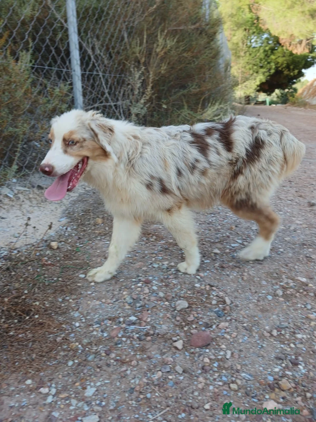 Pastor Australiano perros en venta: PASTOR AUSTRALIANO  - Anuncio 2