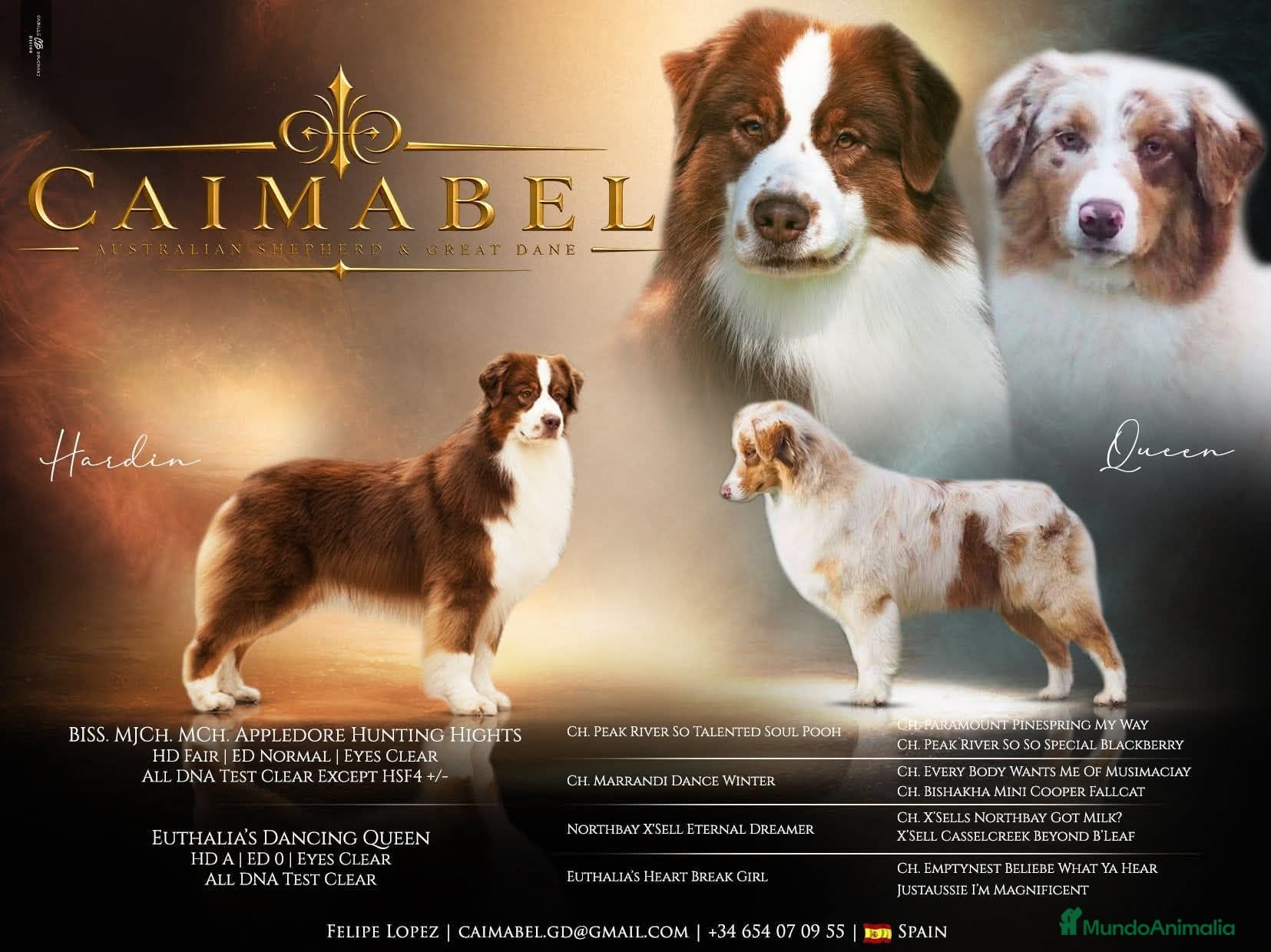 Pastor Australiano perros Excelente camada de Pastor Australiano  - Anuncio 1
