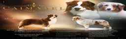 Pastor Australiano perros en venta: Excelente camada de Pastor Australiano  - Anuncio 1