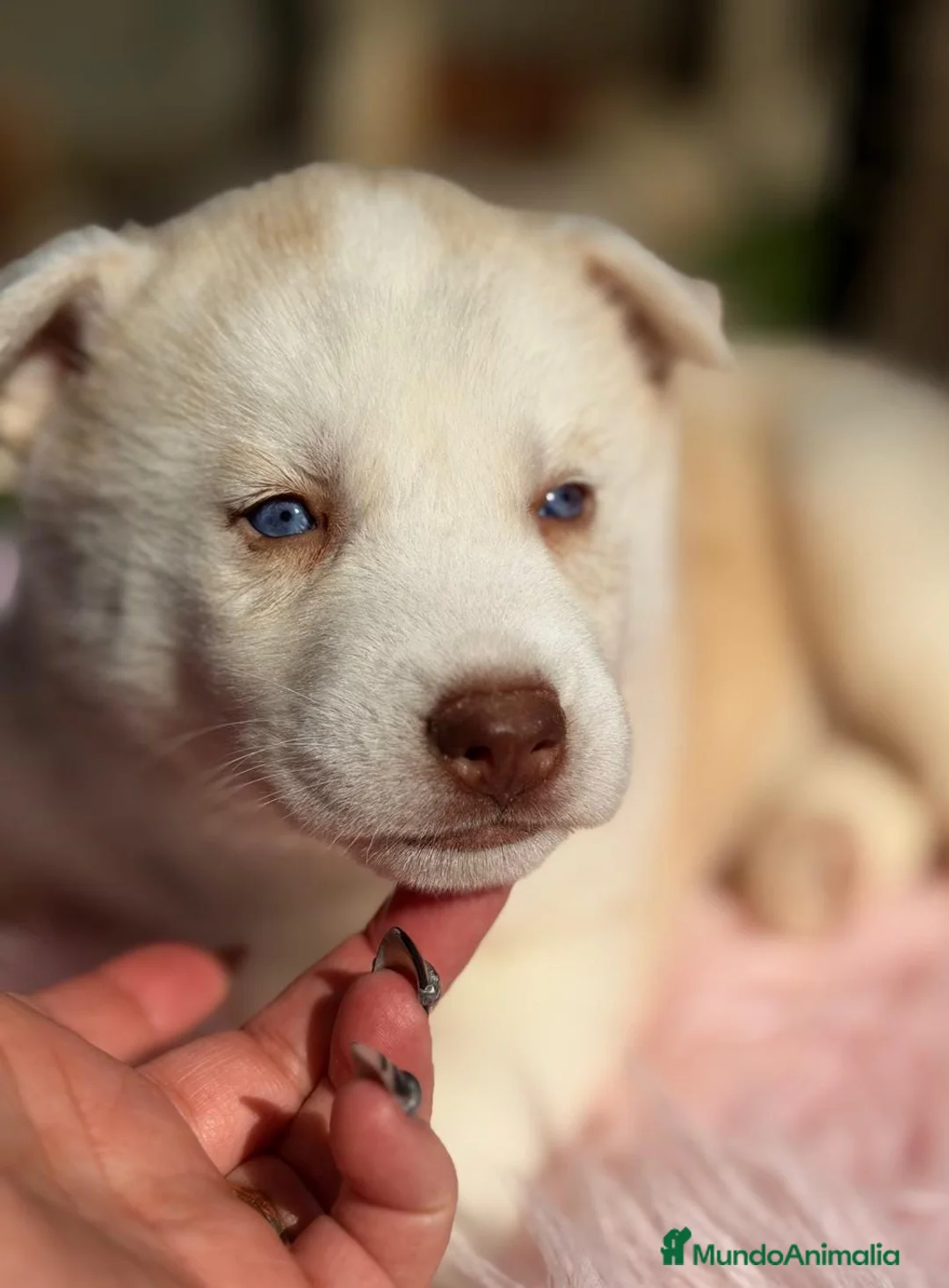 Husky Siberiano perros en venta: CAMADA HUSKY OJOS AZULES - Anuncio 3