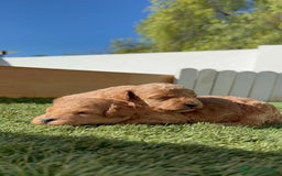 Caniche Toy perros en venta: CANICHE TOY - Imagen 10