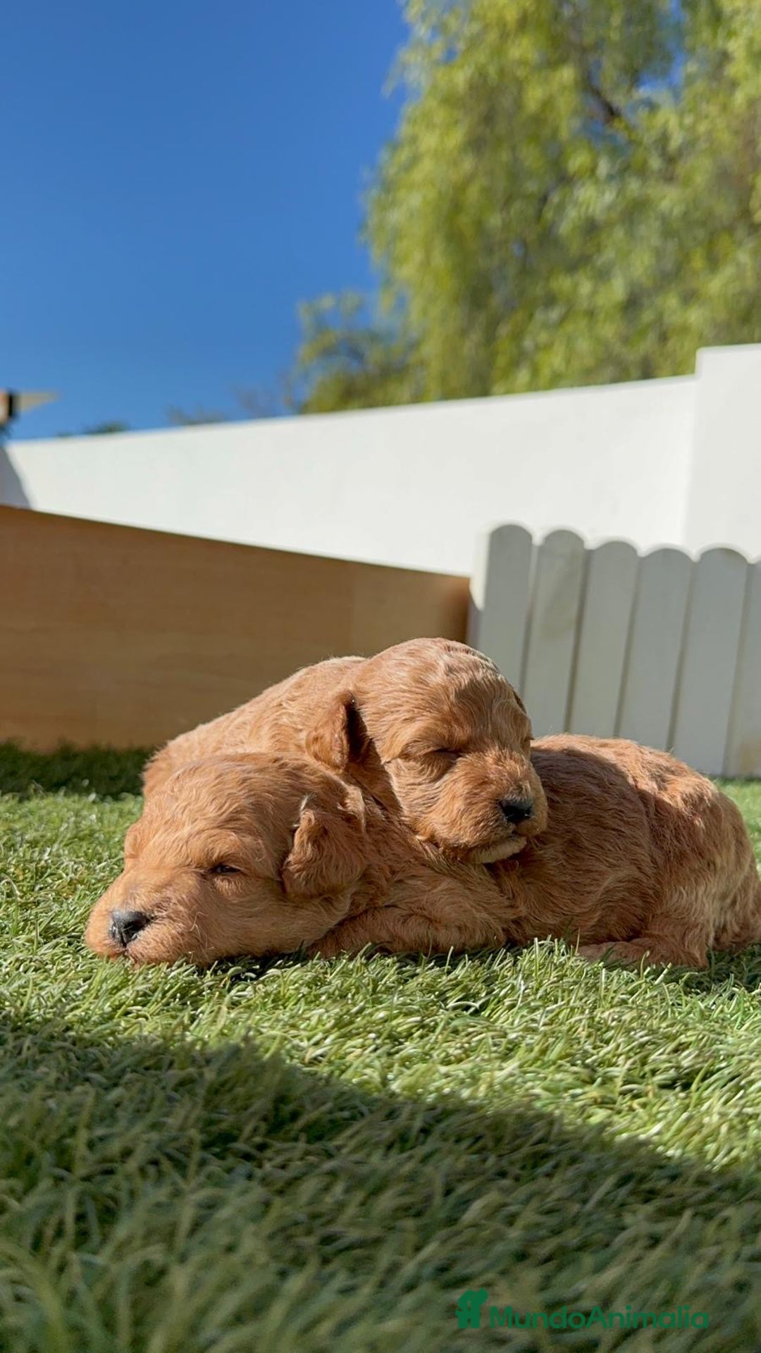 Caniche Toy perros en venta: CANICHE TOY - Imagen 10