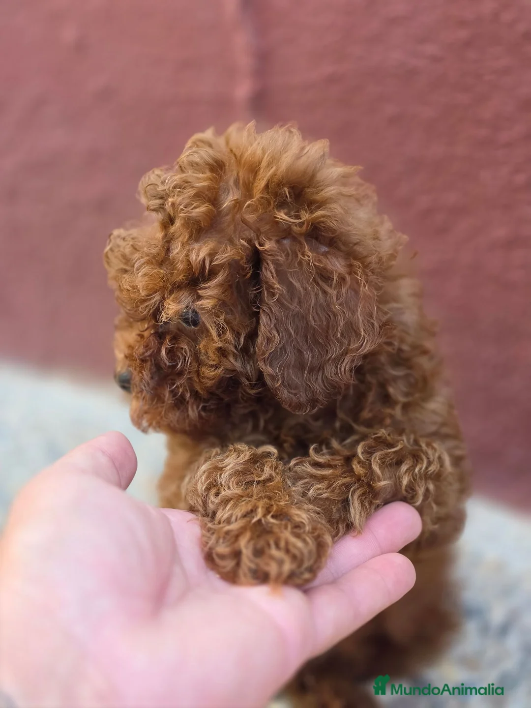 Caniche Toy perros en venta: Caniche toy rojo hembra - Anuncio 2