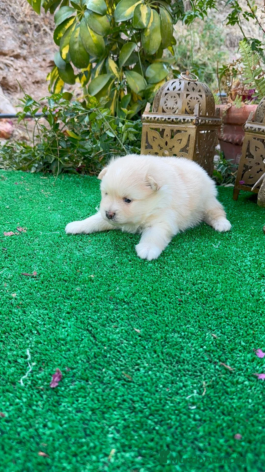 Pomerania perros en venta: Pomerania lulu Toy macho blanco disponible  - Anuncio 2
