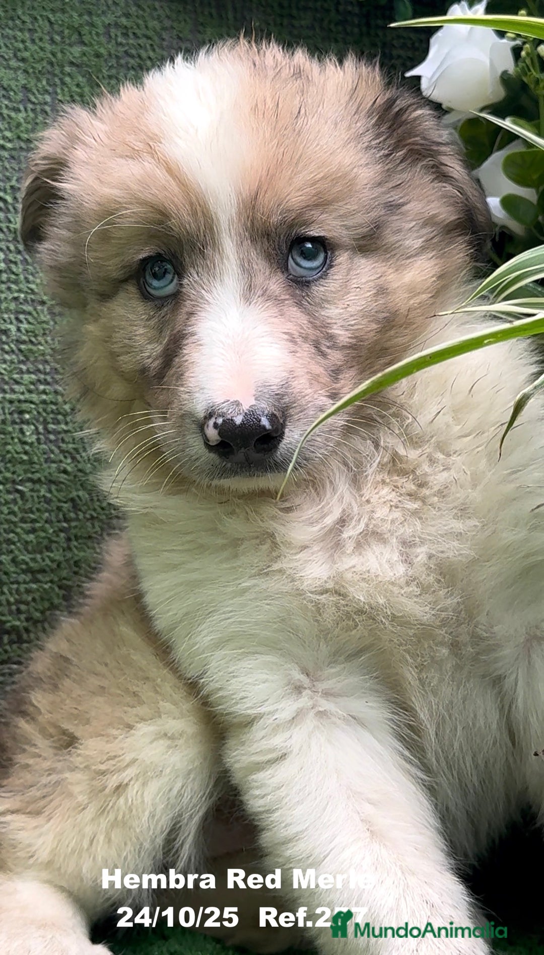 Border Collie perros en venta: BORDER COLLIE red merle - Anuncio 21