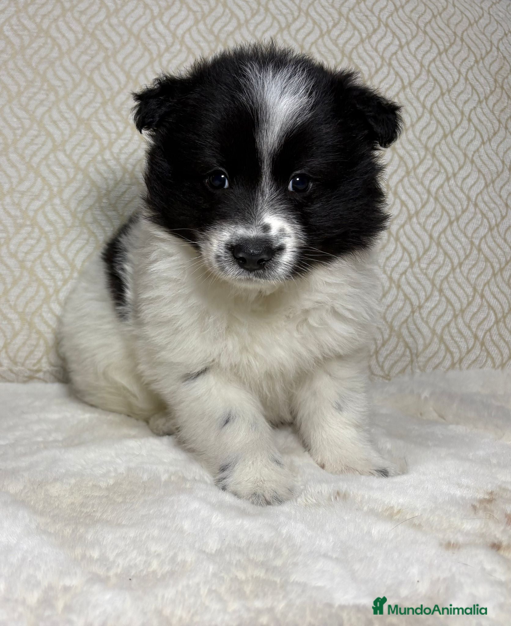Border Collie perros Border collie macho precioso  - Anuncio 3