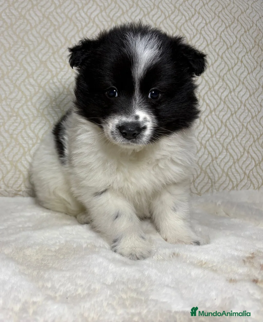 Border Collie perros en venta: Border collie macho precioso  - Anuncio 1