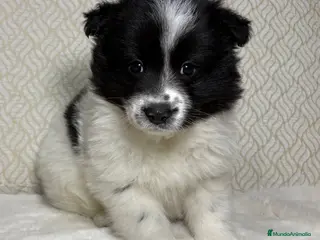 Border Collie perros Border collie macho precioso - Anuncio 3