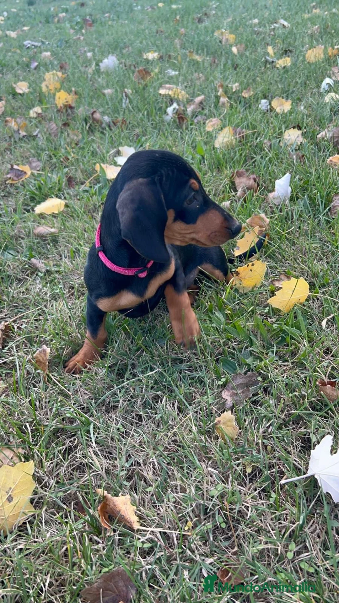 Teckel perros en venta: Teckel mini  - Anuncio 2