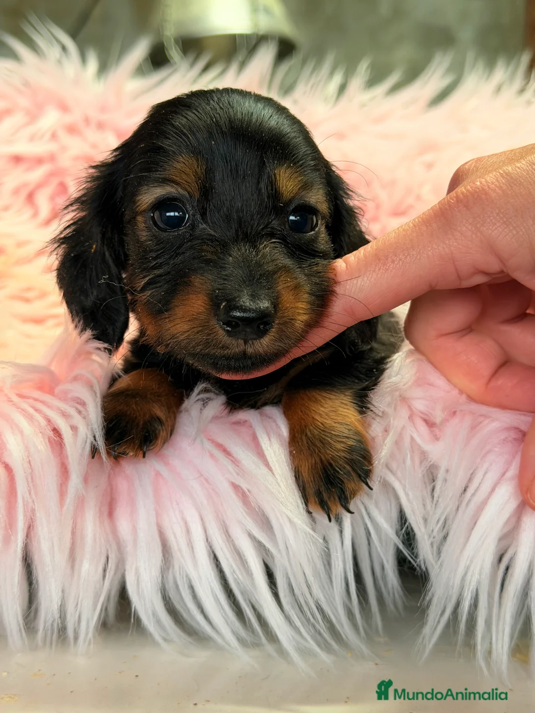 Teckel Miniatura perros en venta: Teckel Kaninchen  - Anuncio 4