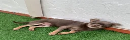 Chihuahua perros en venta: Chihuhua lilac toy  - Anuncio 2