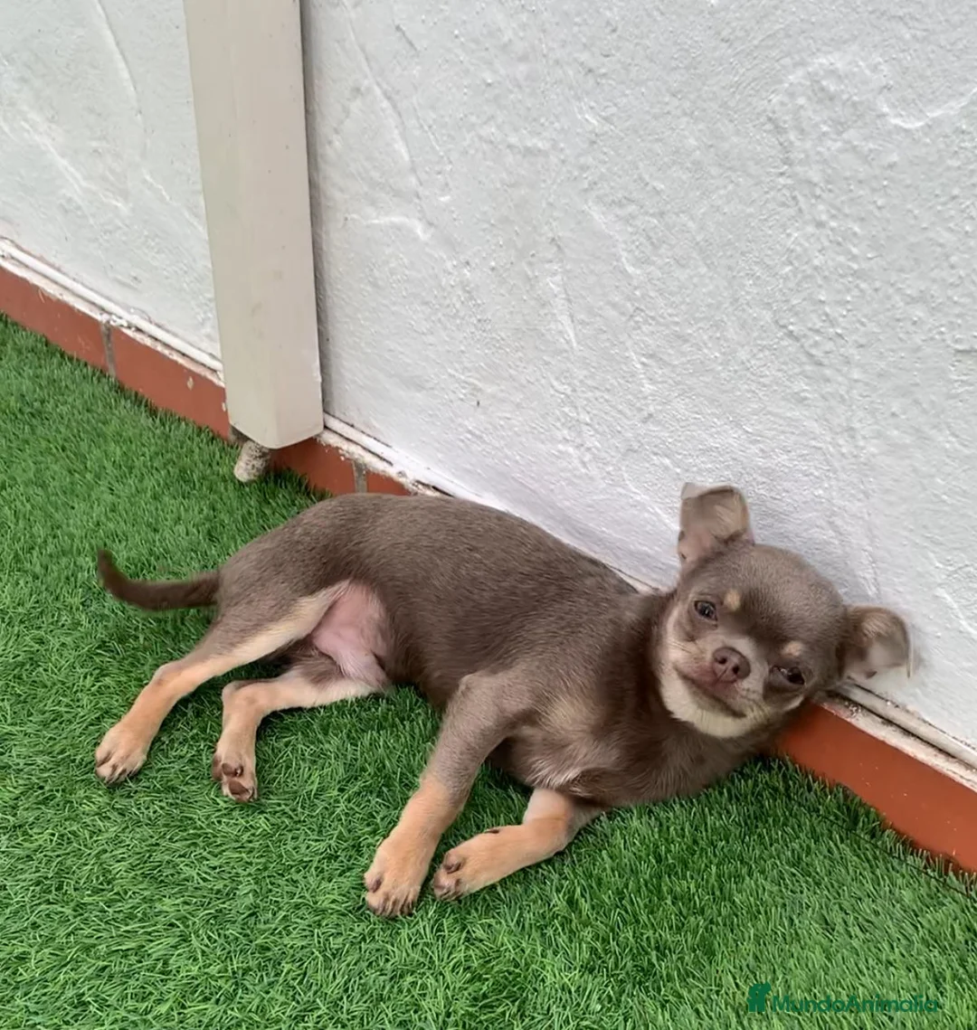 Chihuahua perros en venta: Chihuhua lilac toy  - Anuncio 2