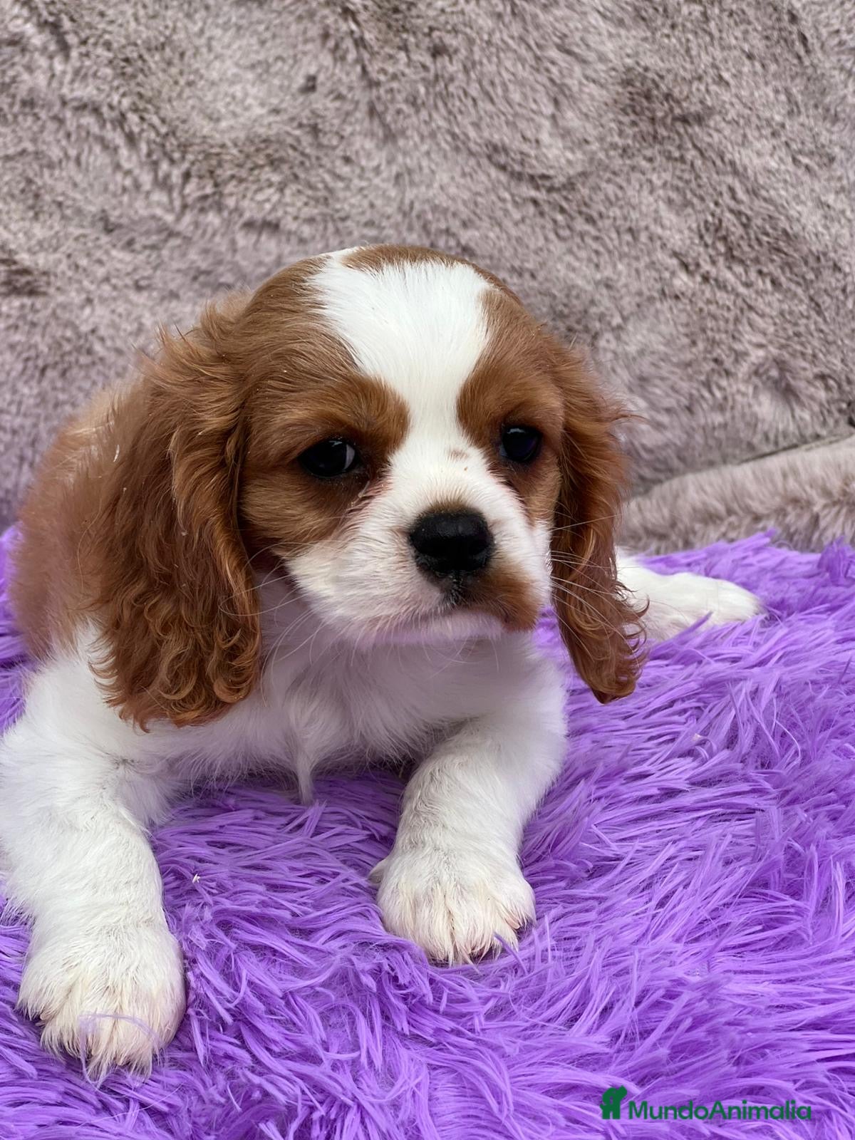 Cavalier King Charles Spaniel perros CAVLIER BLENHEIN DISPONIBLES - Anuncio 2