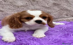 Cavalier King Charles Spaniel perros en venta: CAVLIER BLENHEIN DISPONIBLES - Imagen 2