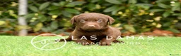 Labrador Retriever perros en venta: Labrador color chocolate - Anuncio 1