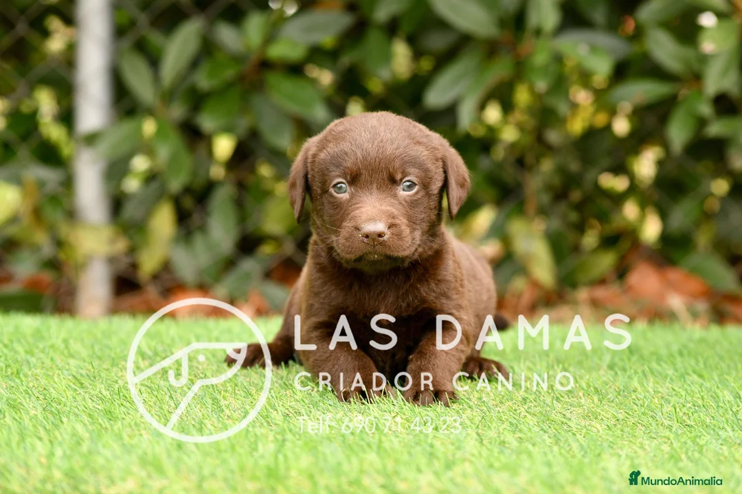 Labrador Retriever perros en venta: Labrador color chocolate - Anuncio 1