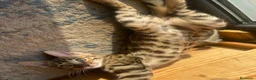Bengalí gatos en venta: Hembra Bengalí Brown Spotted Tabby - Anuncio 19