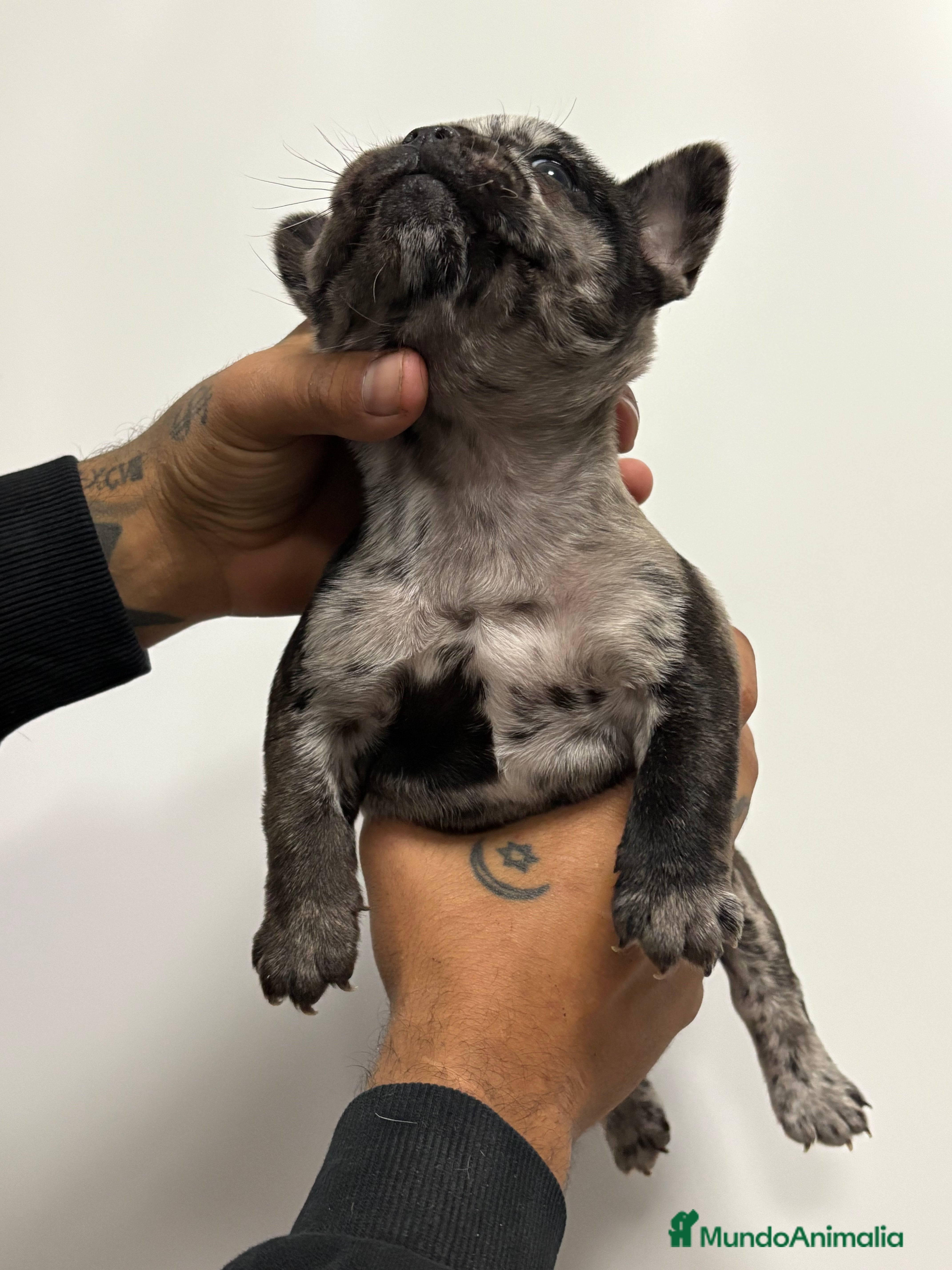 Bulldog Francés perros Hembra de bulldog francés  - Anuncio 5