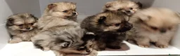Pomerania perros en venta: Pomerania - Anuncio 3