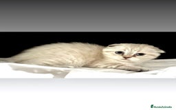 Scottish Fold gatos en venta: Cachorros scottish fold - Imagen 3