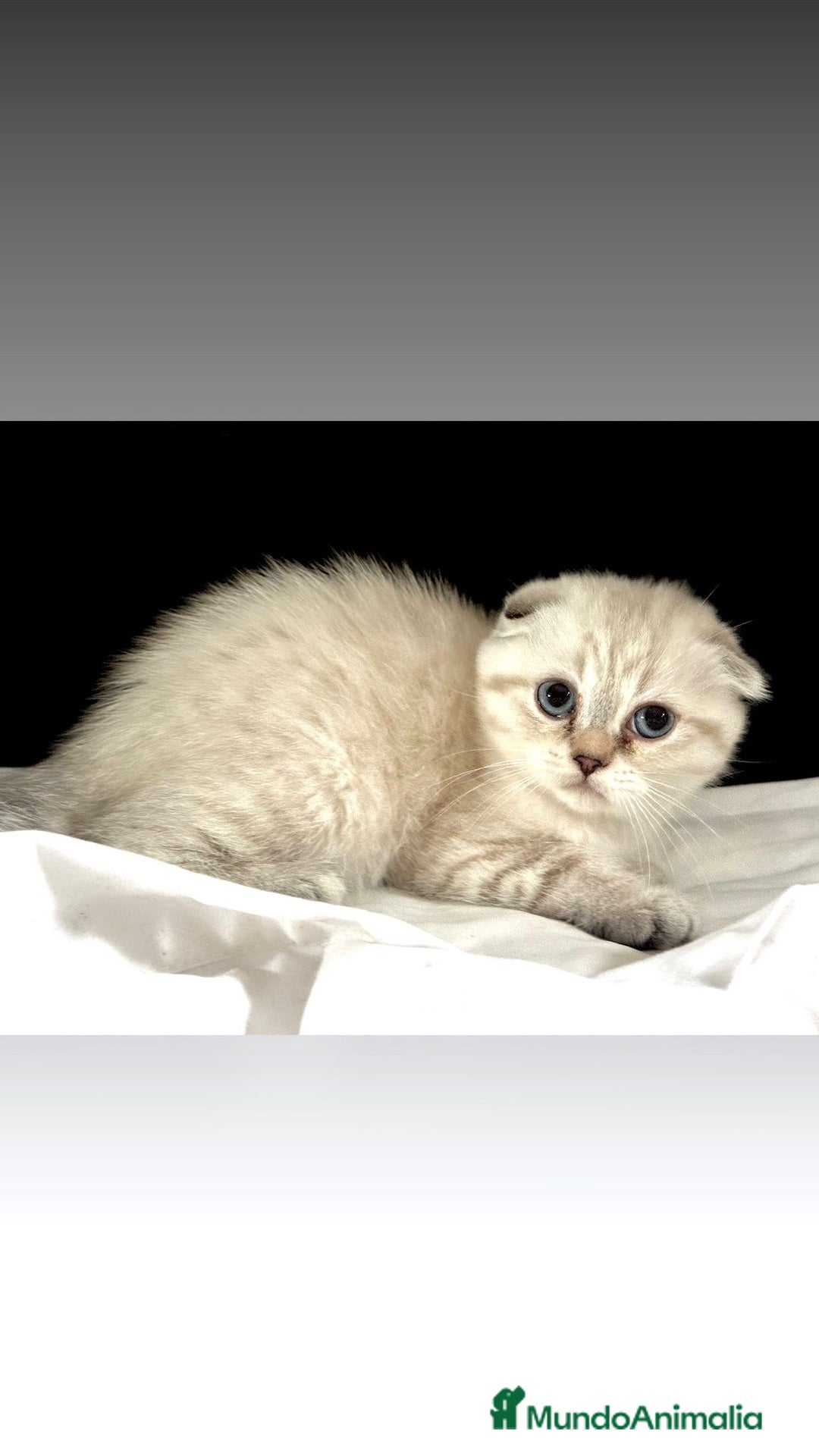 Scottish Fold gatos en venta: Cachorros scottish fold - Imagen 3