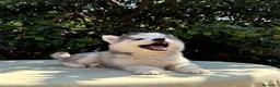 Husky Siberiano perros en venta: Husky siberiano listo para hogar - Anuncio 1