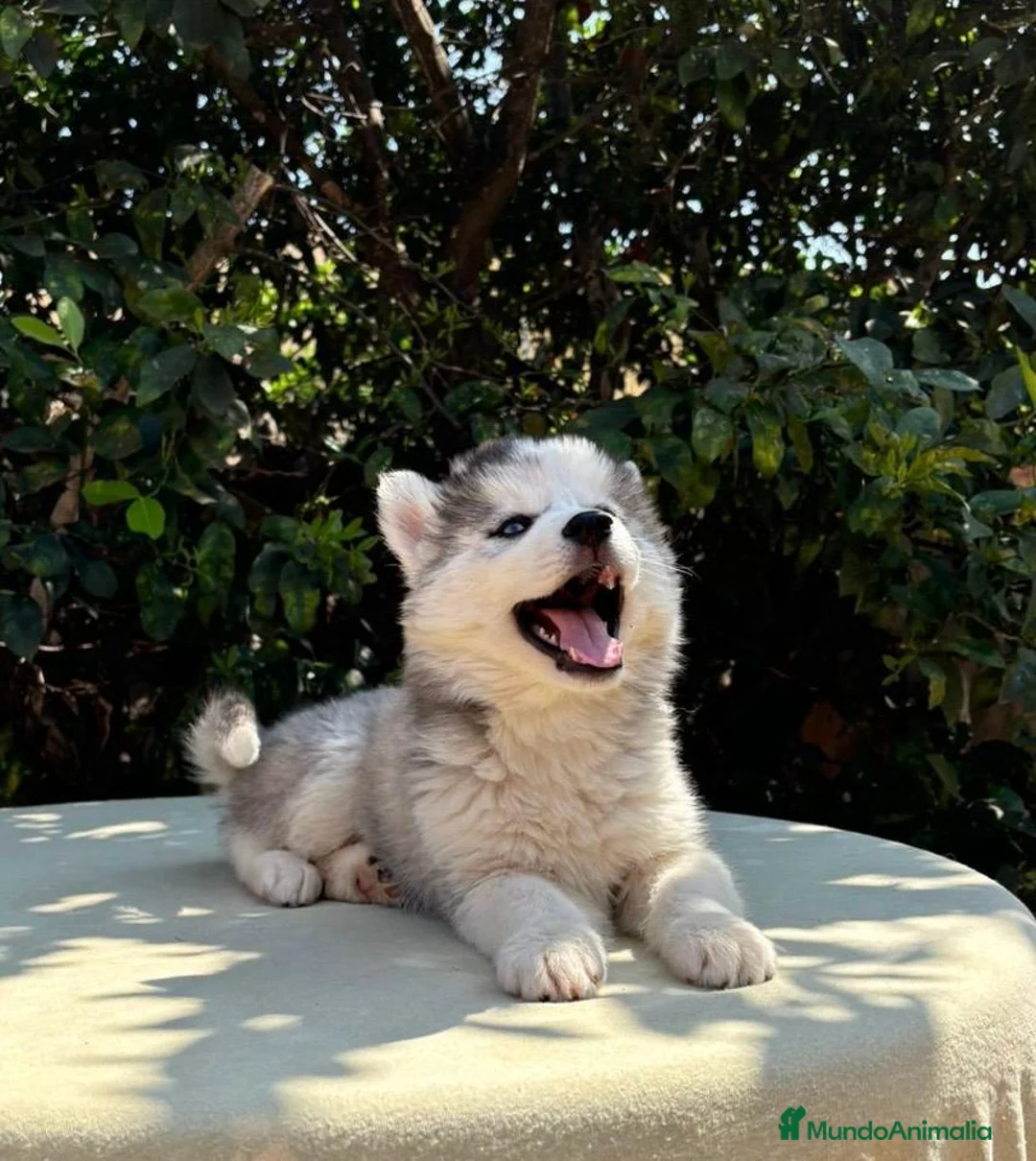 Husky Siberiano perros en venta: Husky siberiano listo para hogar - Anuncio 1