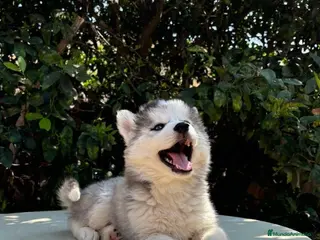 Husky Siberiano perros Husky siberiano listo para hogar - Anuncio 1