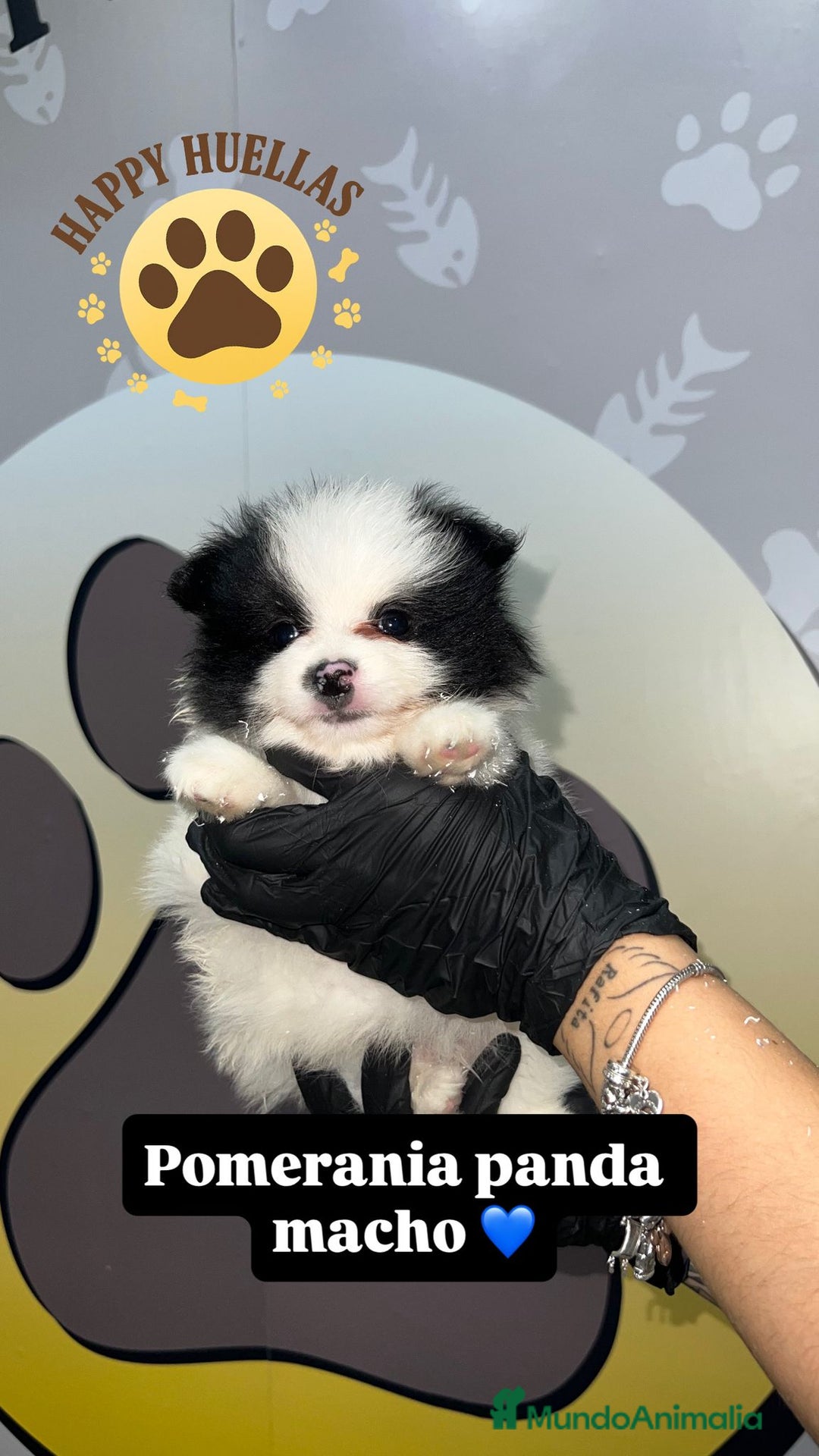 Pomerania perros en venta: ✨ Cachorros Pomerania Panda Toy Machos – 3 Meses ✨ - Imagen 4