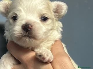 Bichón Maltés perros BICHÓN MALTES TOY NACIONAL en Barcelona - Anuncio 32