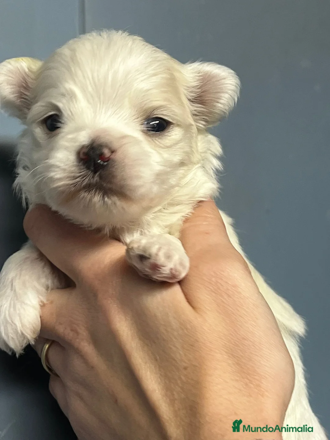 Bichón Maltés perros en venta: BICHÓN MALTES TOY NACIONAL en Barcelona - Anuncio 1
