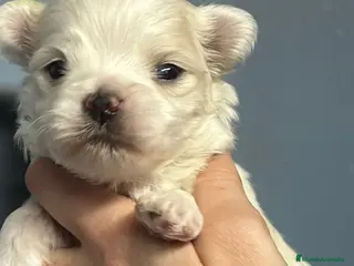 Bichón Maltés perros BICHÓN MALTES TOY NACIONAL en Barcelona - Anuncio 22