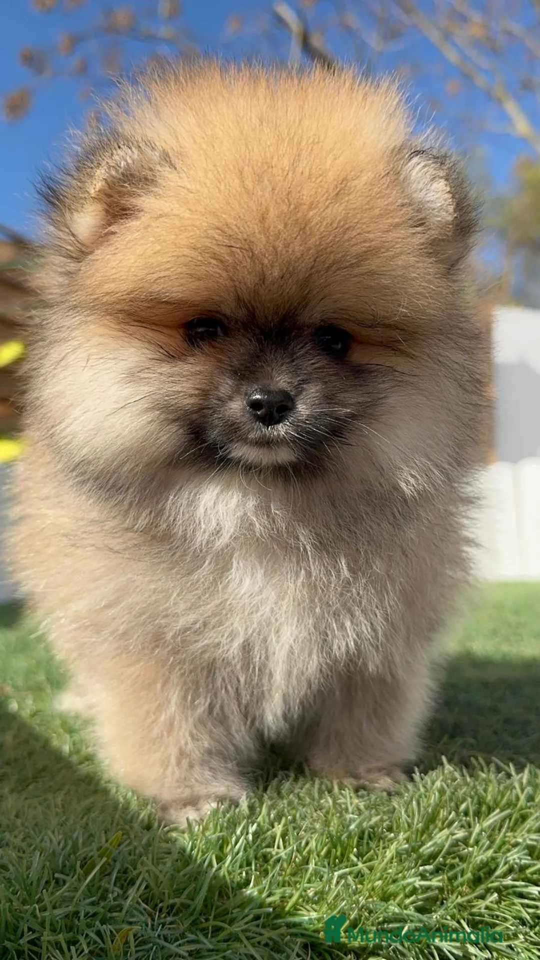 Pomerania perros en venta: POMERANIA HEMBRA - Anuncio 6