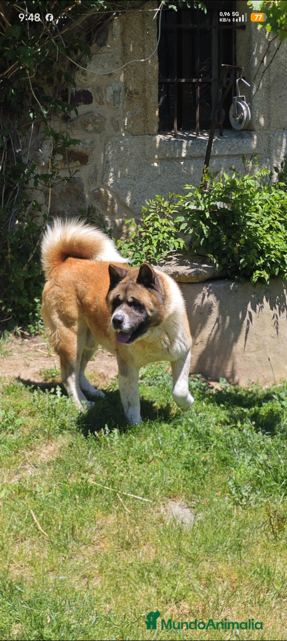 Akita Americano perros Akita americano  - Anuncio 1