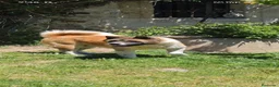 Akita Americano perros en venta: Akita americano  - Anuncio 1