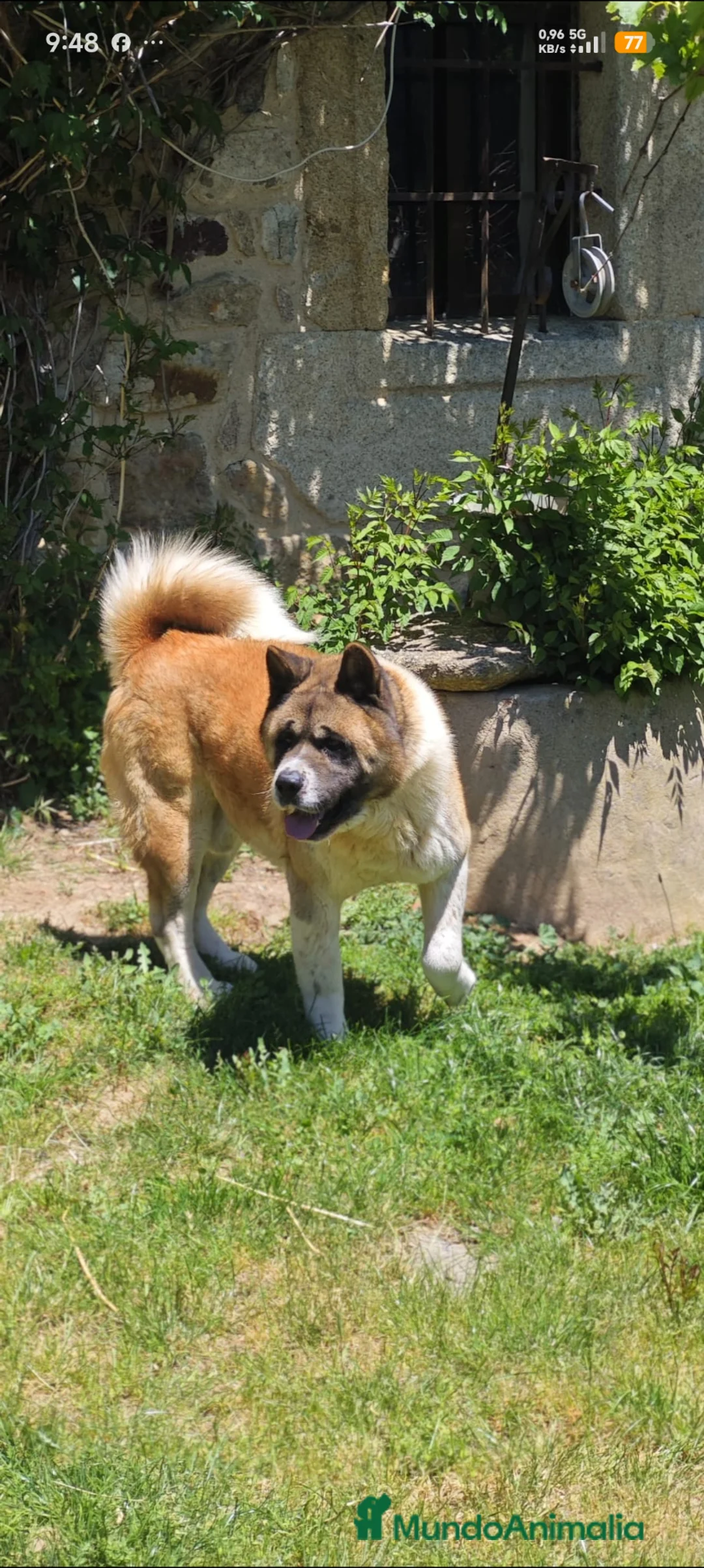 Akita Americano perros en venta: Akita americano  - Anuncio 1