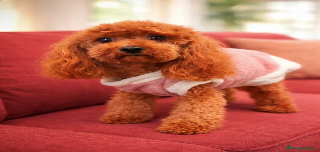 Imagen de galería {{count}}