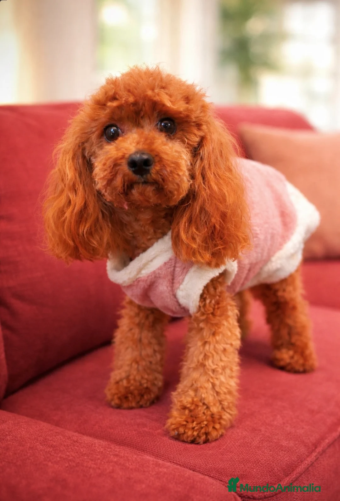 Imagen de galería {{count}}