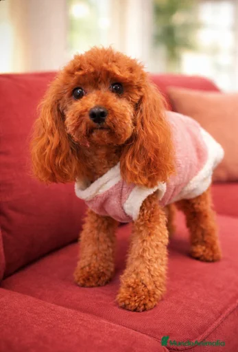 Imagen de galería {{count}}