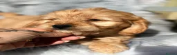 Cavapoo perros en venta: CAVAPOO - Anuncio 9