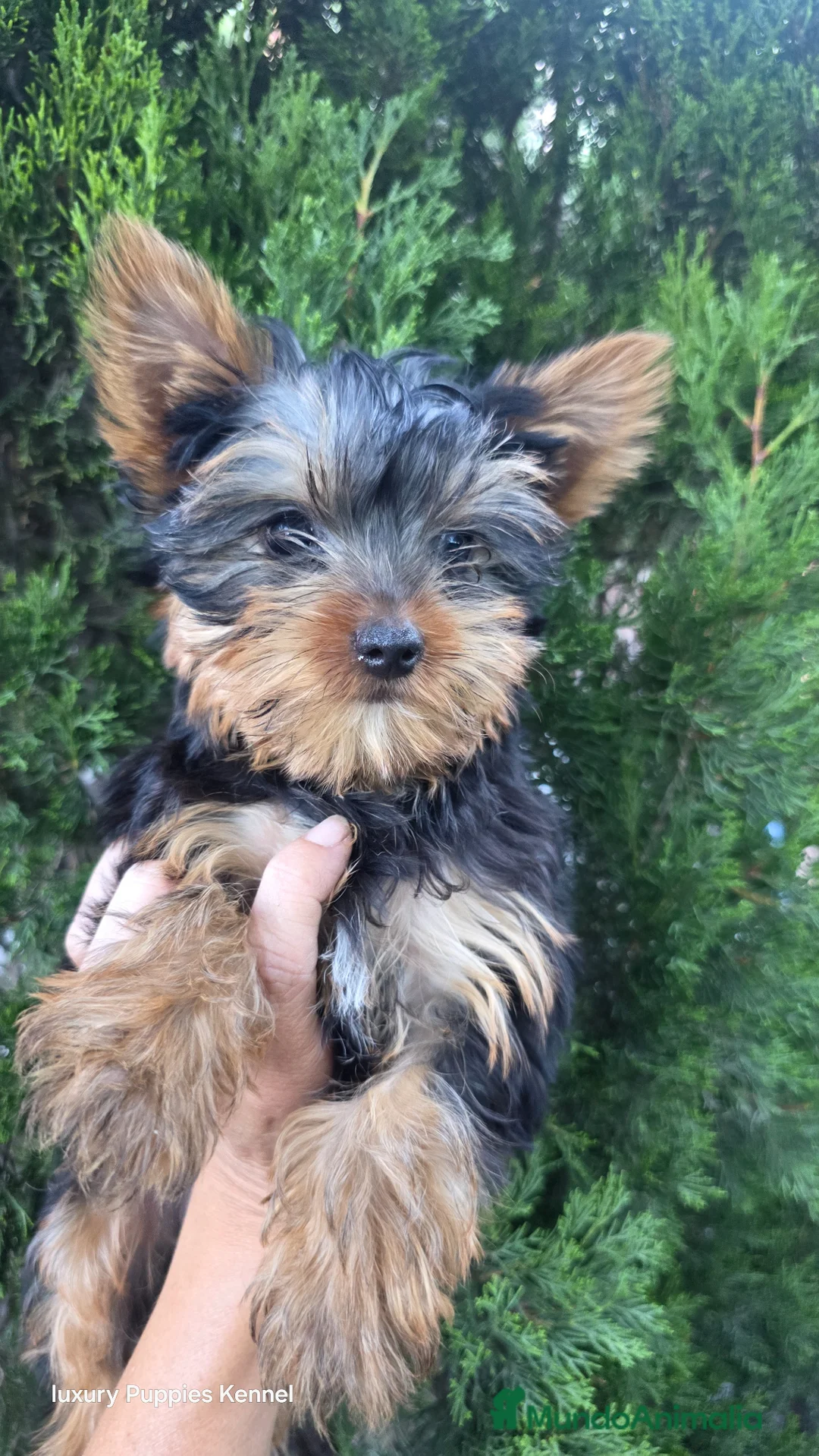 Yorkshire Terrier perros en venta: Yorkshire terrier pura raza toy  - Anuncio 3