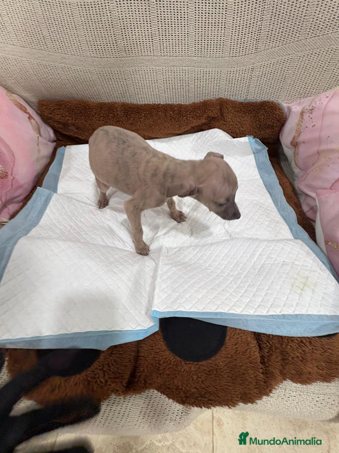 Whippet perros en venta: Whippet  - Anuncio 11