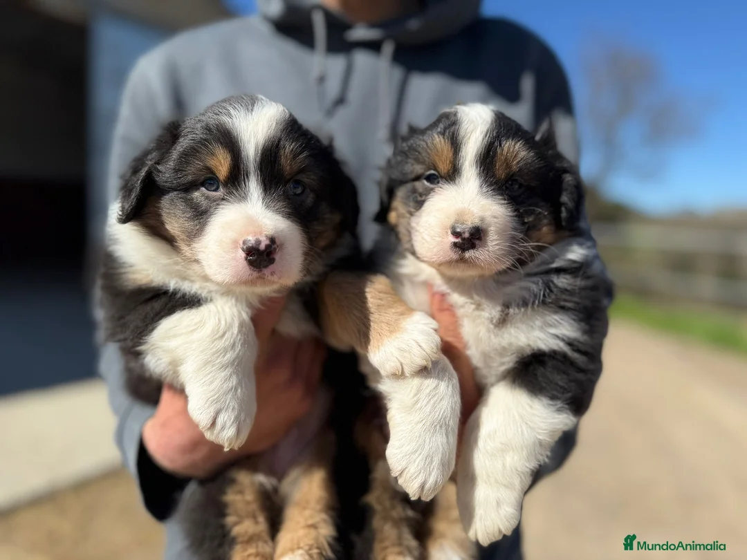 Pastor Australiano perros en venta: Cachorros pastor australiano puros - Anuncio 2