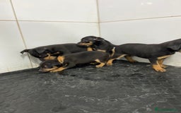 Pinscher Miniatura perros en venta: Cachorros mini Pinscher 500€ ¡PRECIO REAL! - Imagen 3